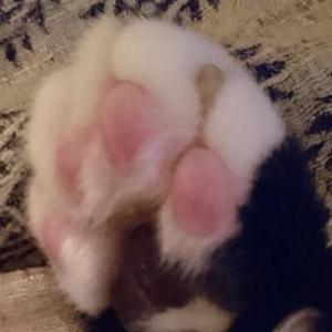 にゃっくん