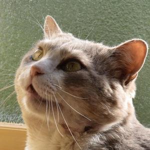 ささくれにこ