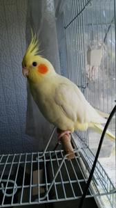 李　彰久