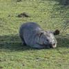 wombat