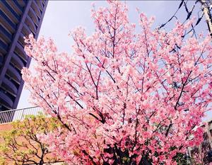 Kawanishi.M
