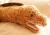 katze_1122