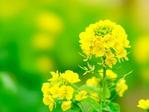 加藤花