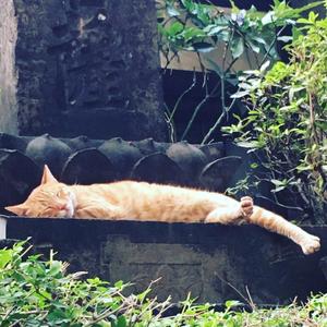 ねこのんたん