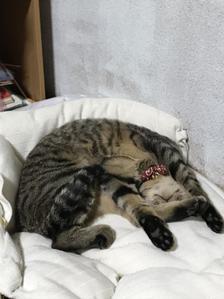 すずき