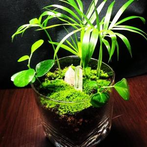 Blue-Snake-0603