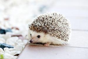 清川