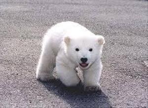 shirokuma_jungle