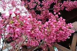 Tree Flower