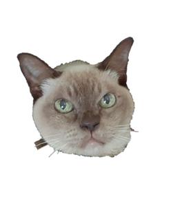 猫山ナイチンゲール
