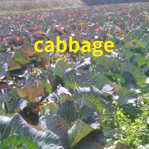 Cabbage 