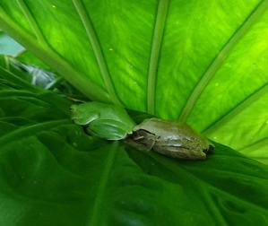 ウエハラ