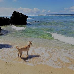 okinawabeachdog