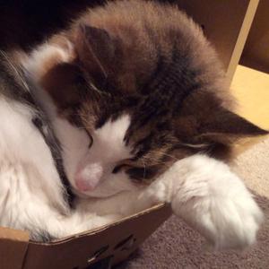 水嶋献