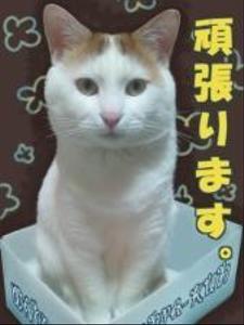 ワンパ君