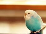 opaline