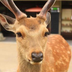 モリノ