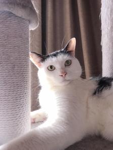 猪鵜 なな