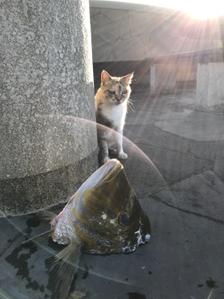 n_catfish