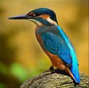 bluedaisyhs