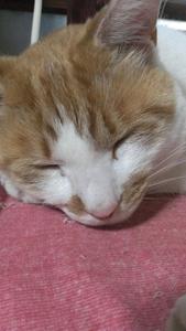 もちのき