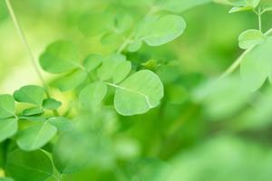 moringa
