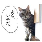 ゆきまる