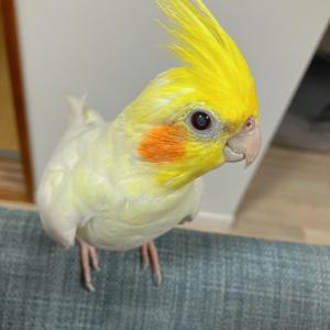 おゆか