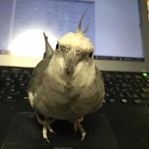こもり