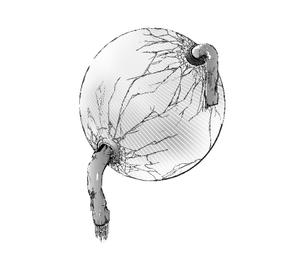 脳裏の華