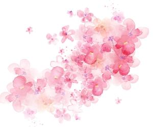 Sakurai Haru