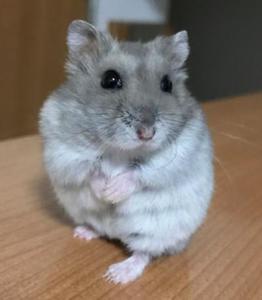 アサヤン