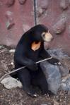 クマプロ