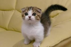 なつめ
