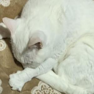 要