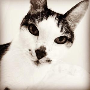 ねこねこ25