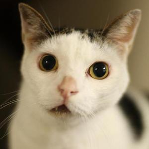 samaharu52