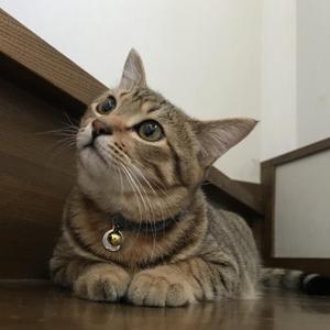 すず