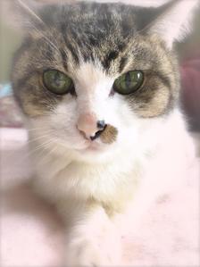mifu