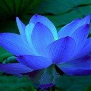 稲葉 蓮