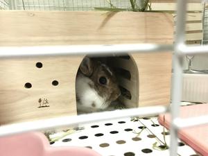 ニコカワ