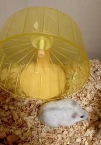 とくひこ
