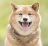 shibaxx