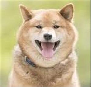 shibaxx