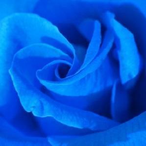 7 Blue Roses