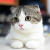 まねきねこ