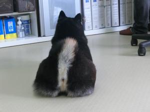 koheyyo