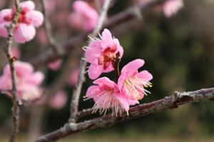 鳥取_1046