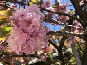 蕪村