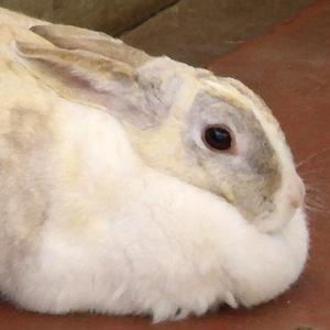 すすたけ
